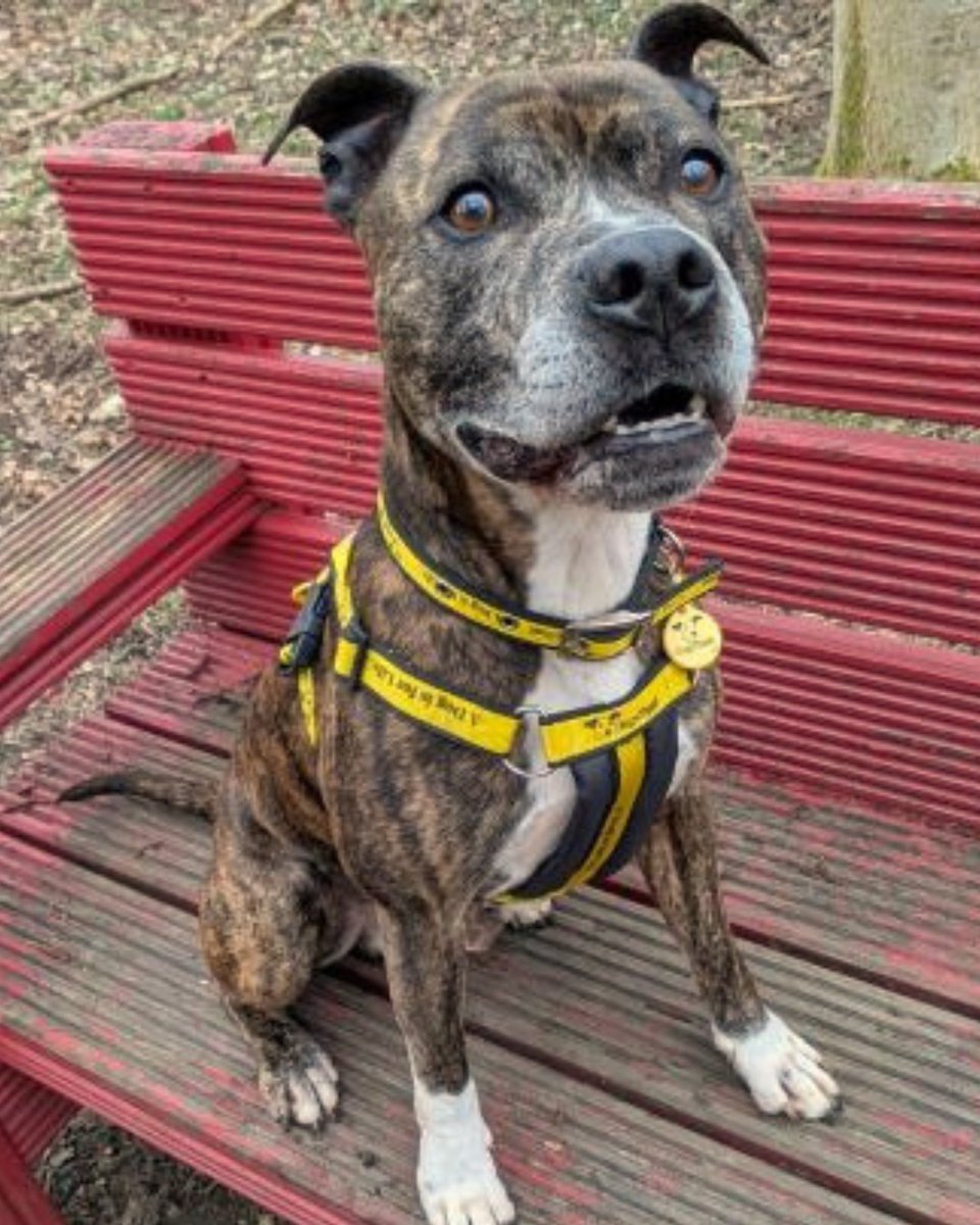 DogsTrust West Calder (Edinburgh) and Dundee tweet media