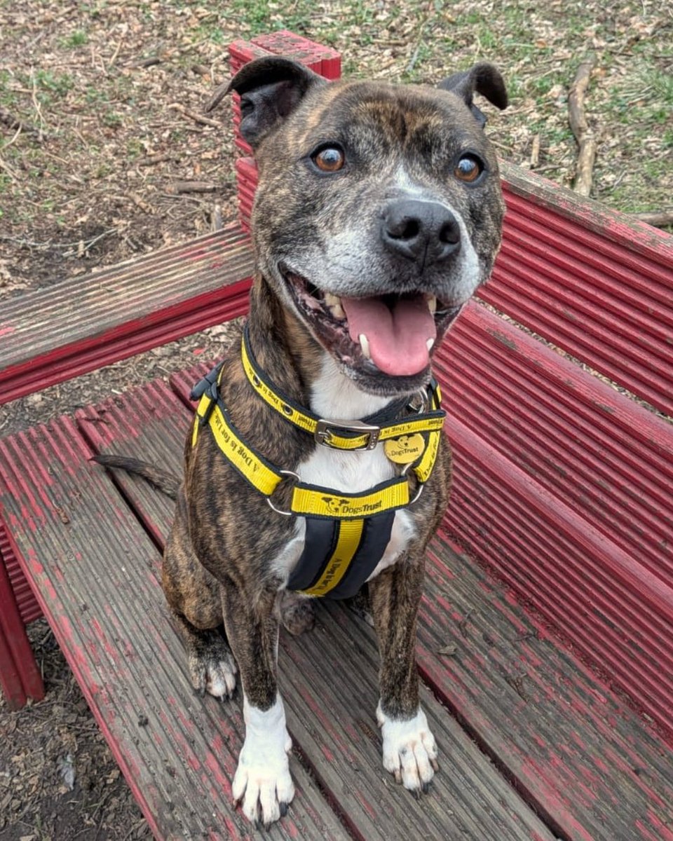 DogsTrust West Calder (Edinburgh) and Dundee tweet media