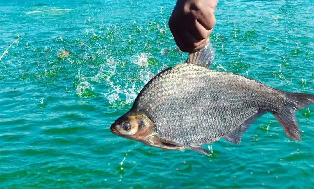 Open Ezhou tweet media