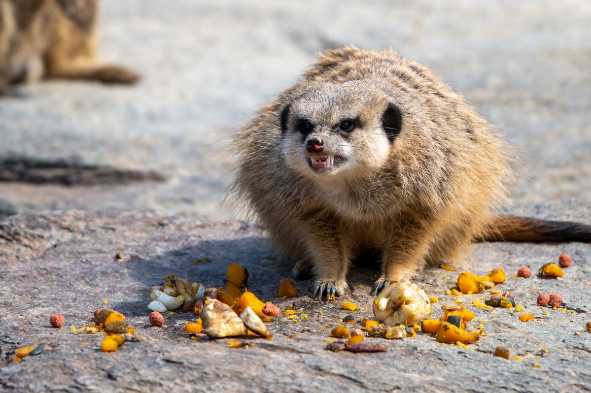 アリデッド tweet media