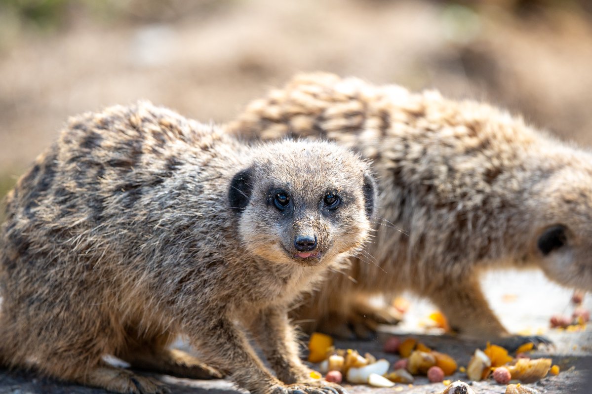 アリデッド tweet media