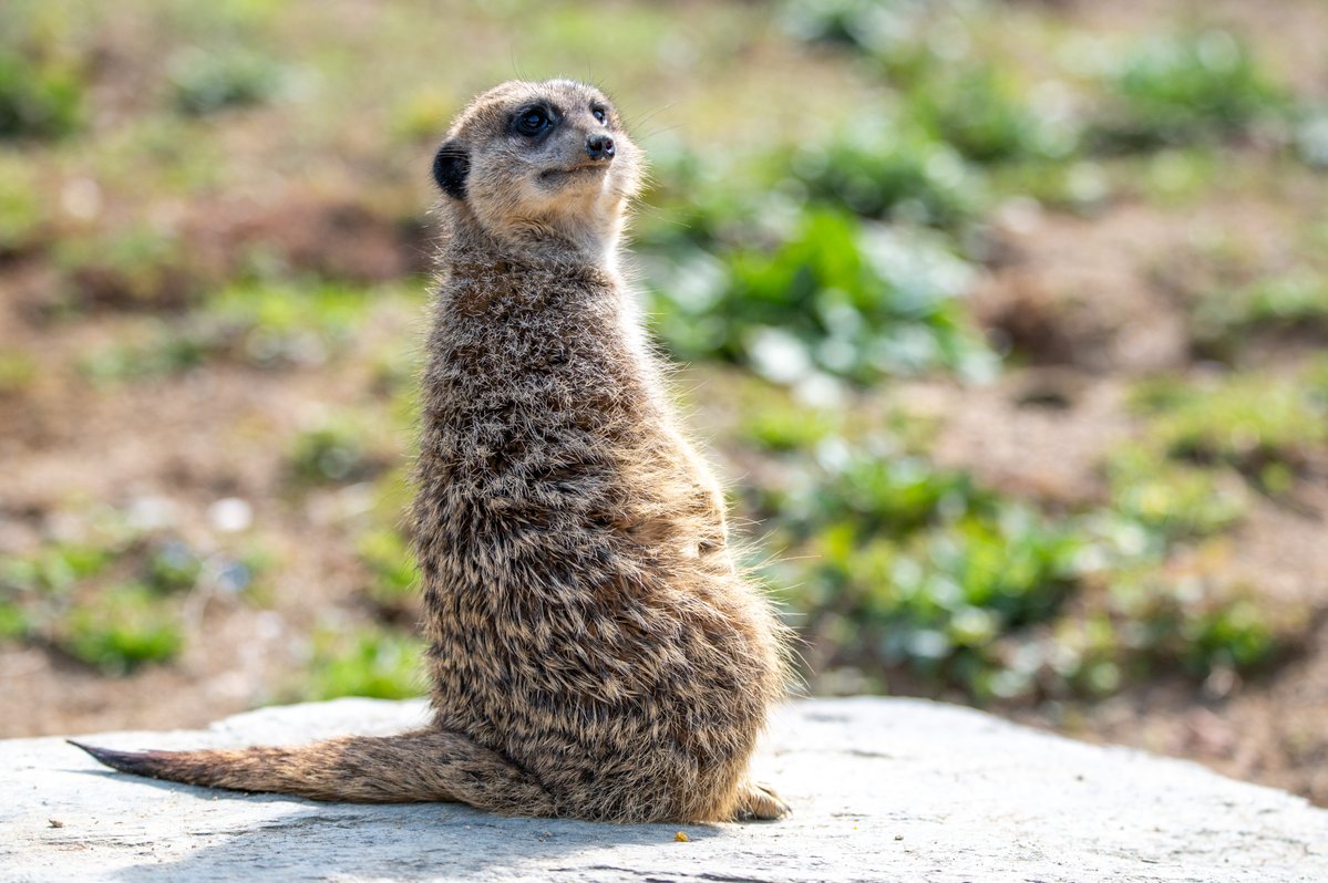 アリデッド tweet media