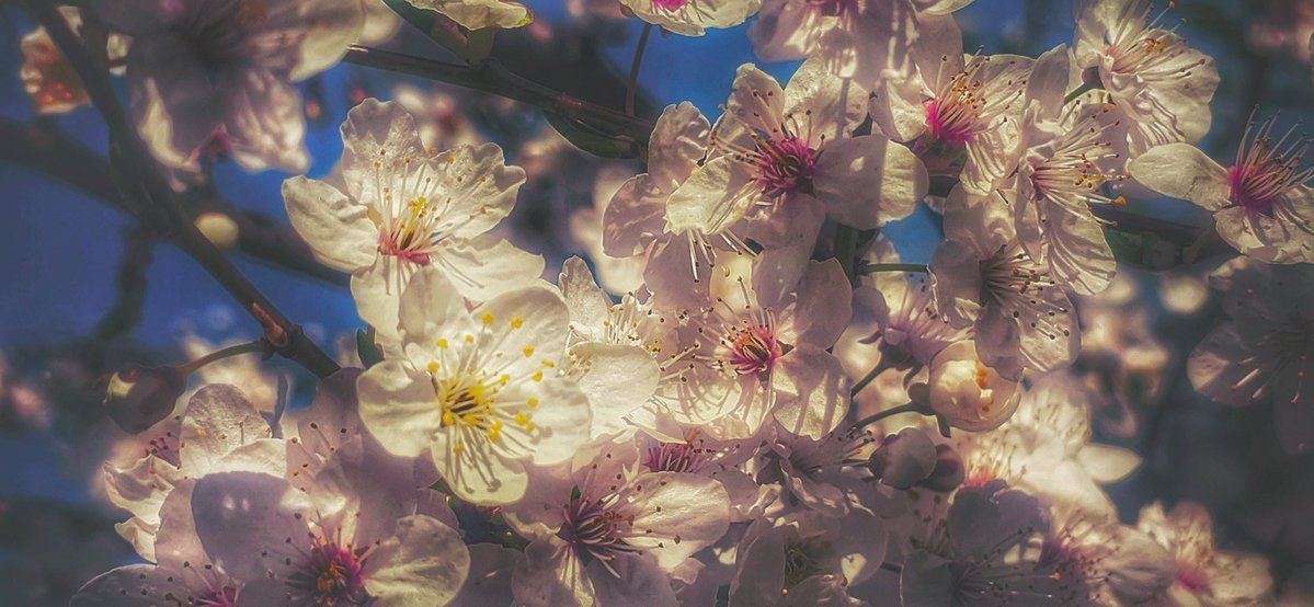 ❥ 𝙄𝙨𝙖 tweet media