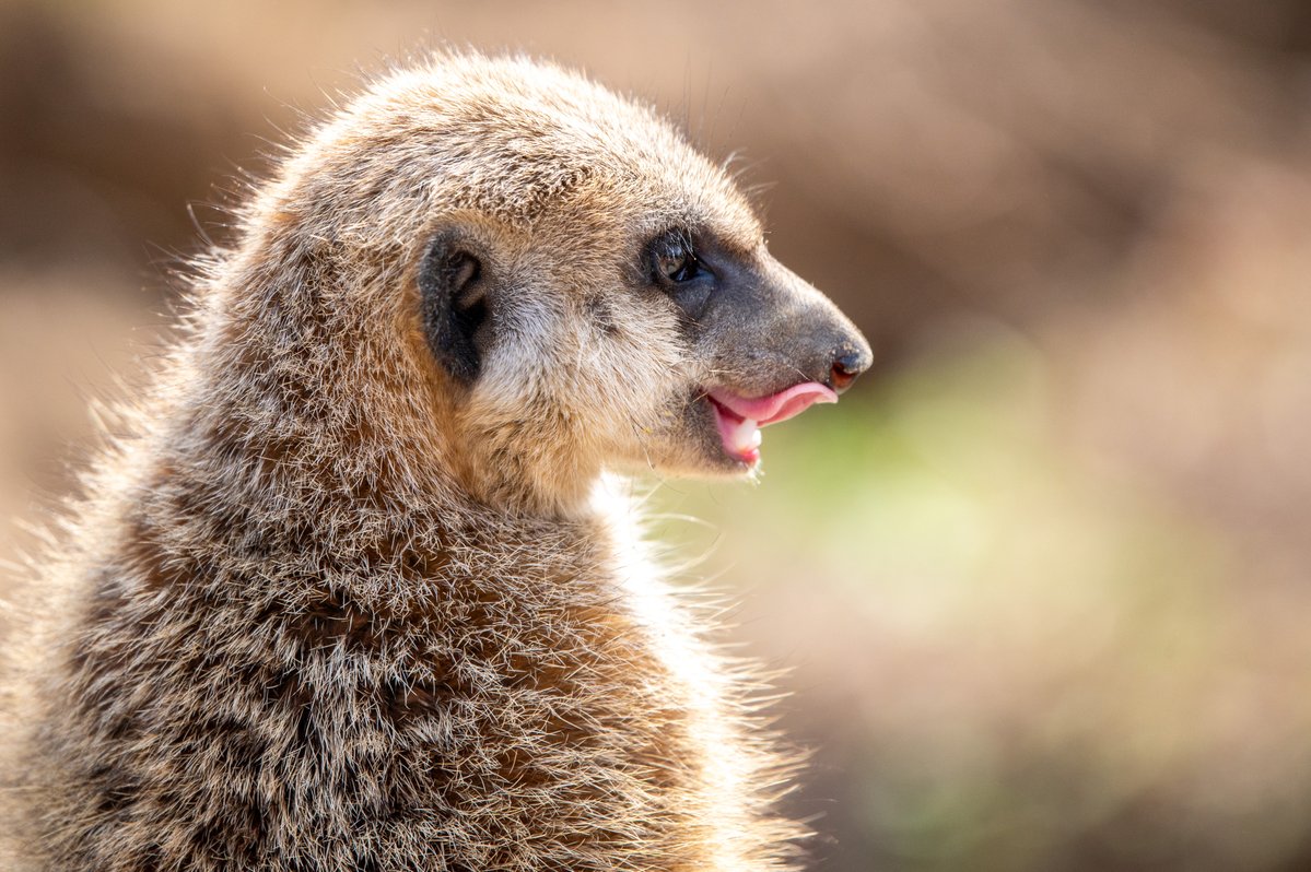 アリデッド tweet media