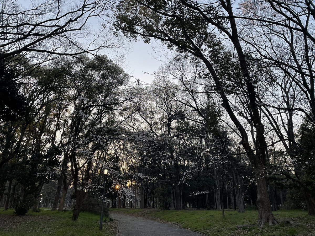 kazu555777's tweet photo. #大阪城公園 #2026年3月26日 #桜
折角なので散歩🌸😊🌸 https://t.co/tIqzZzT9P7