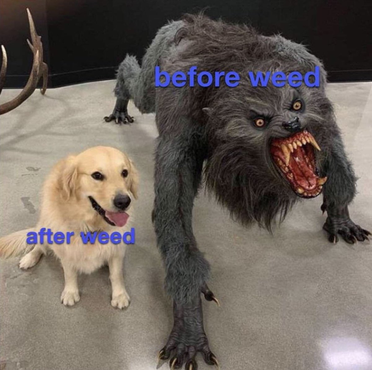 Good morning 🌤️ happy Thursday

I hope you’re doing well :)

It’s time to feel better, to feel “right”

Have a wonderful day

Enjoy your wake n bake

Stay lifted ✨💨💨