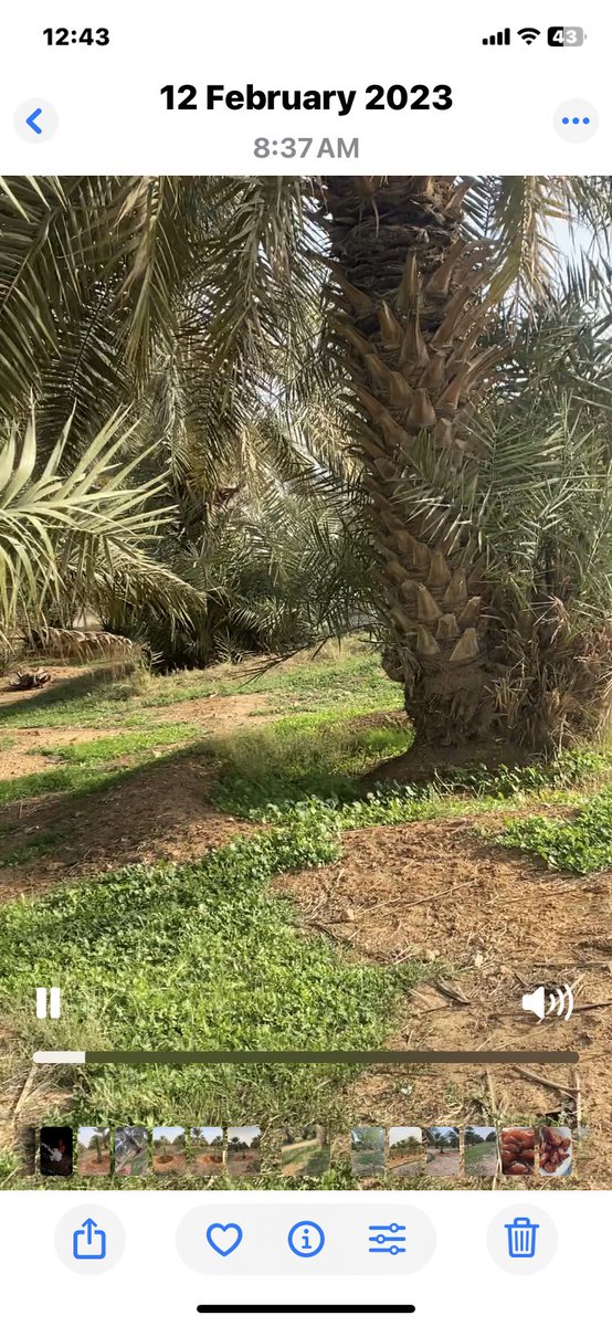 مزارع روضة النخيل العضوية tweet media