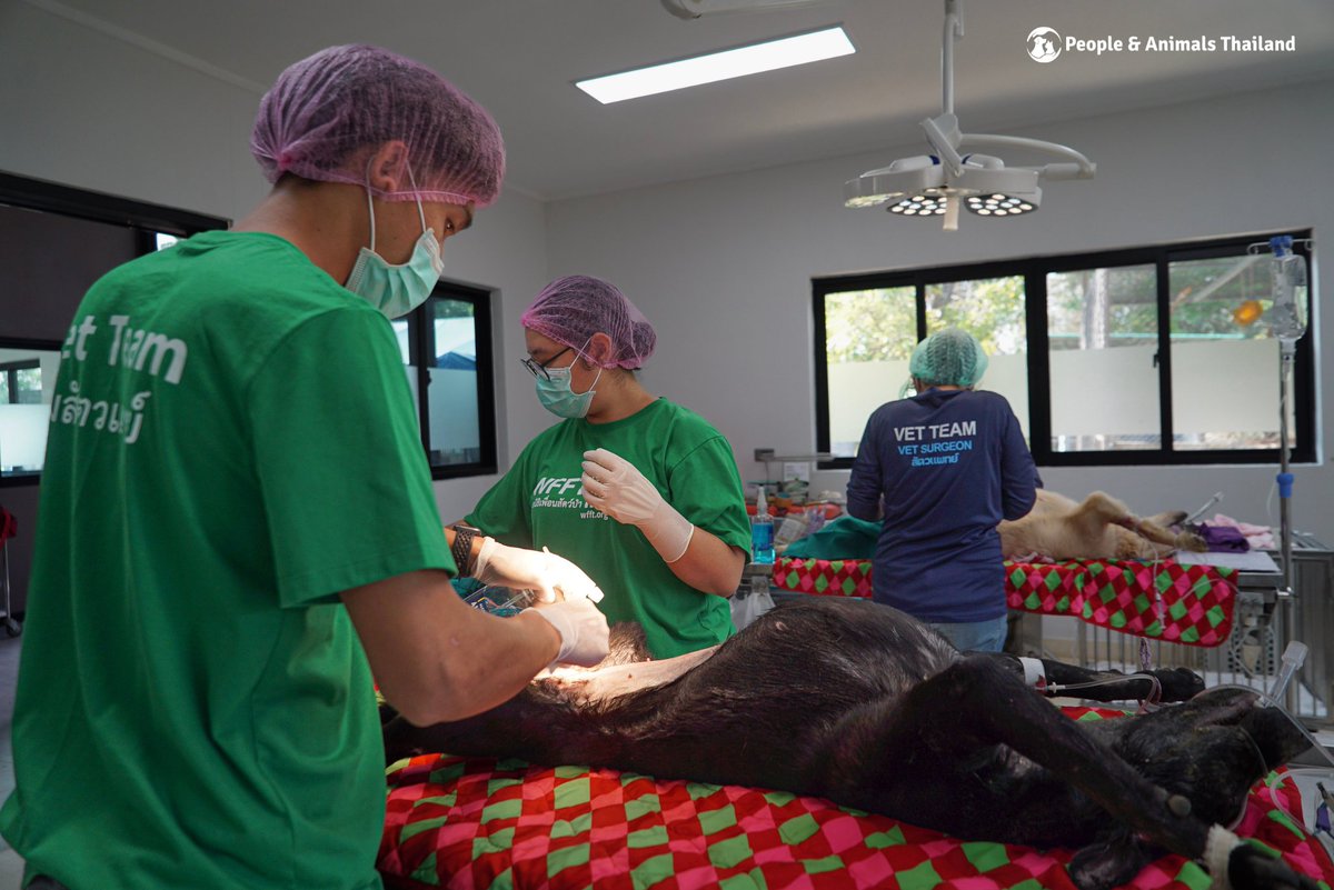 People & Animals Thailand tweet media