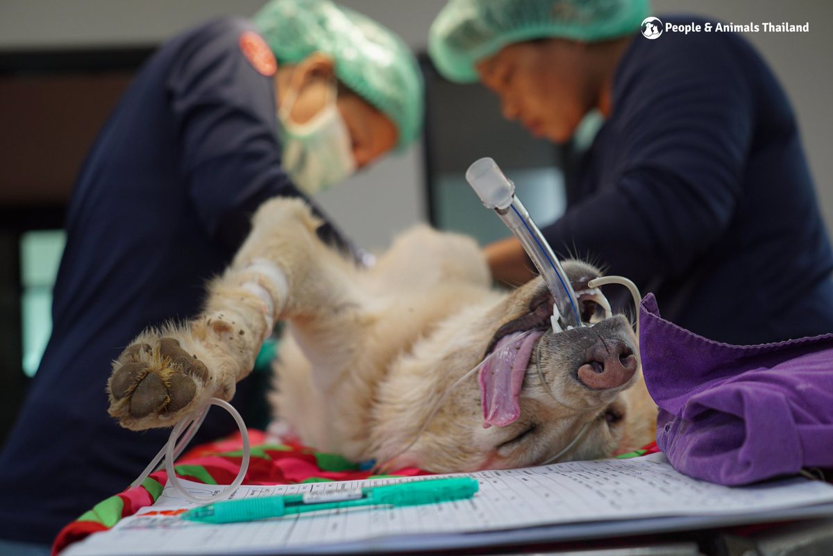 People & Animals Thailand tweet media