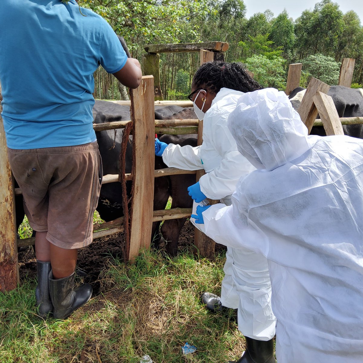 Uganda National Institute of Public Health (UNIPH) tweet media