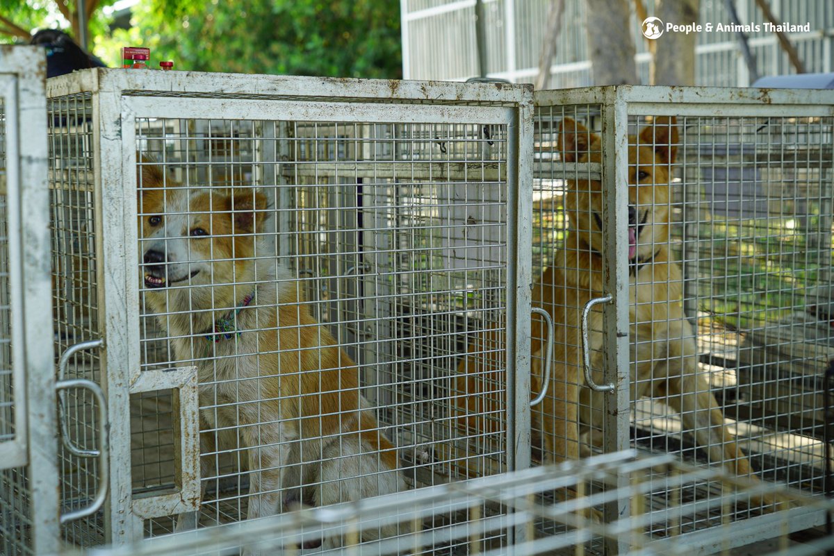 People & Animals Thailand tweet media