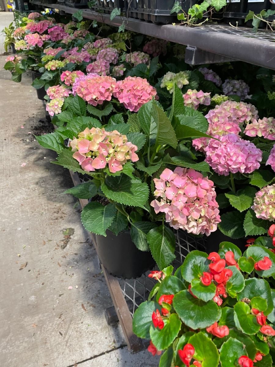 𓆸 figürsel tweet media