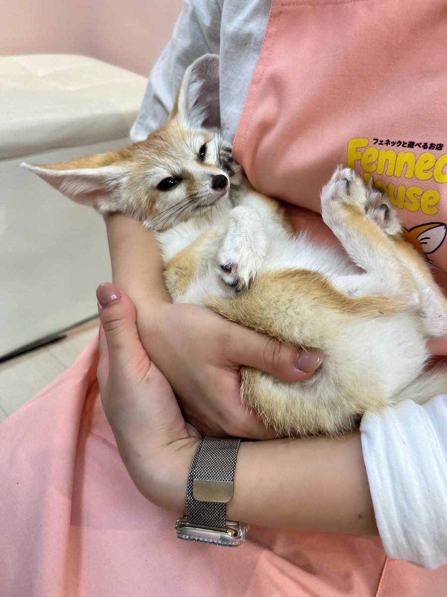 ワニャ+🦴 tweet media