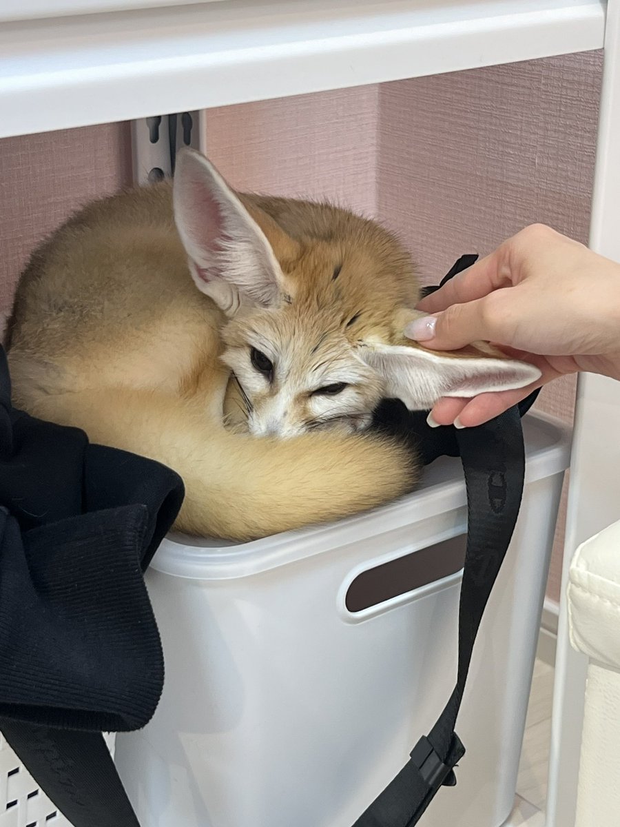 ワニャ+🦴 tweet media