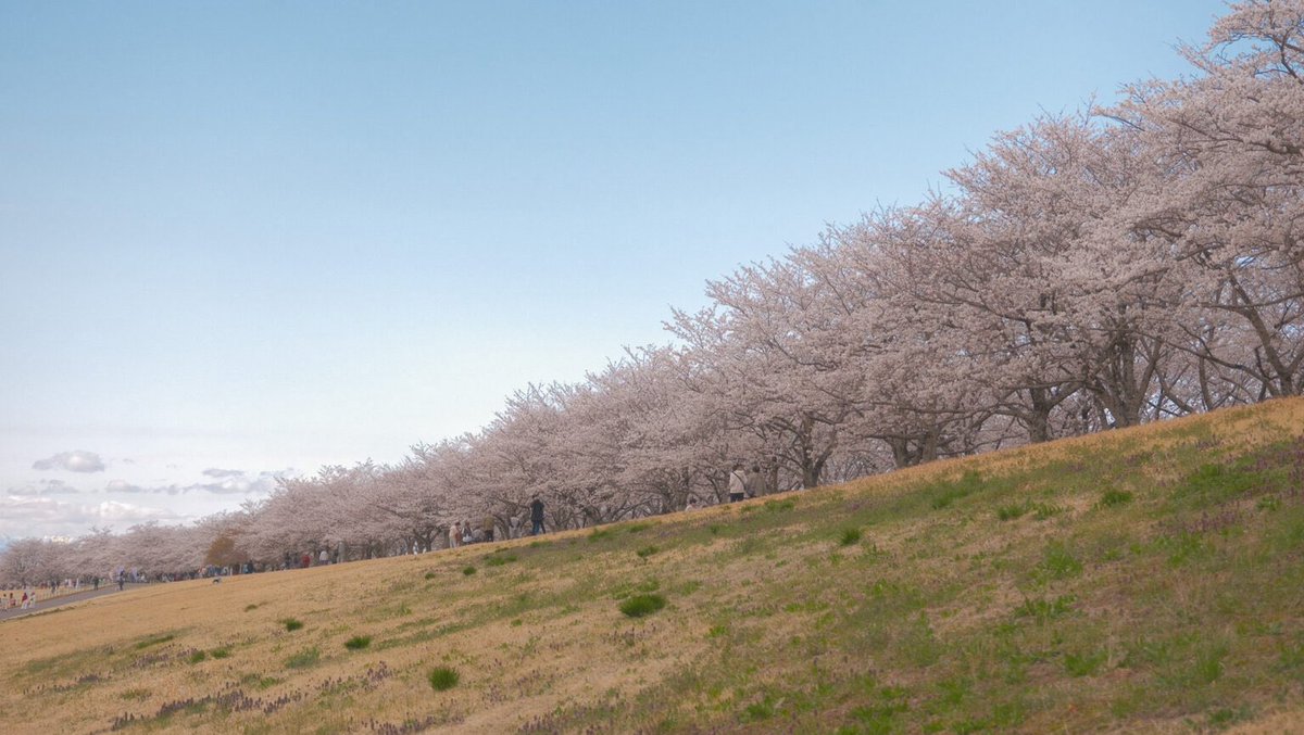 47base_jp's tweet photo. 栃木もお花見の季節になってきましたね！
皆さんのおすすめお花見スポットは？🌸 https://t.co/HFe77Oijf0
