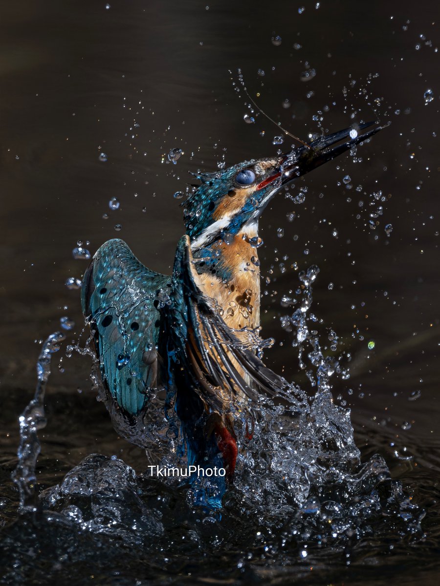 TkimuPhoto tweet media