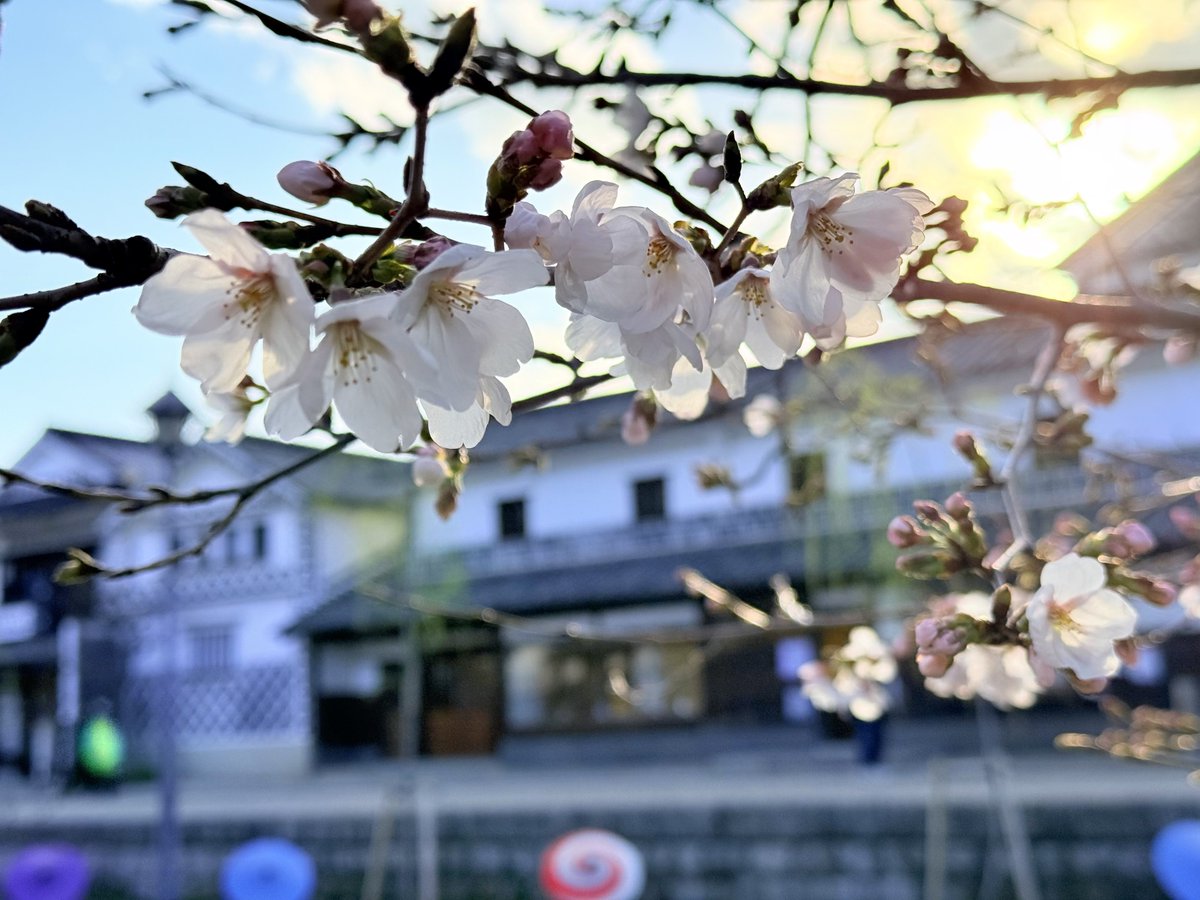 原稿やりなよ毛玉 tweet media