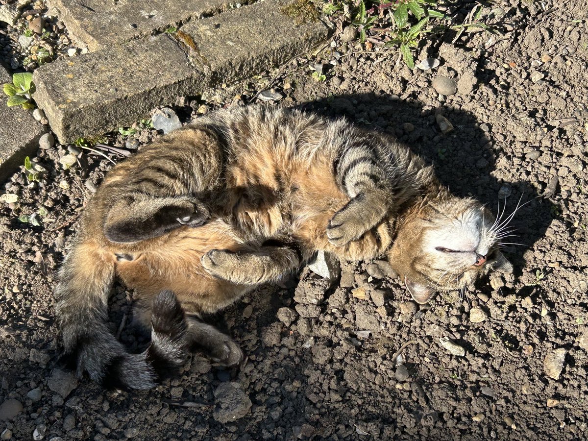 🇺🇦 Jackie (& Hari 😺) Stephen tweet media