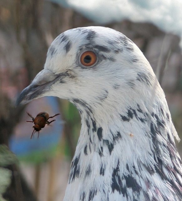 фіцеґорна tweet media