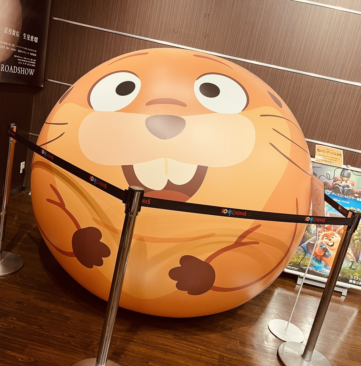 ピータン🐣 tweet media