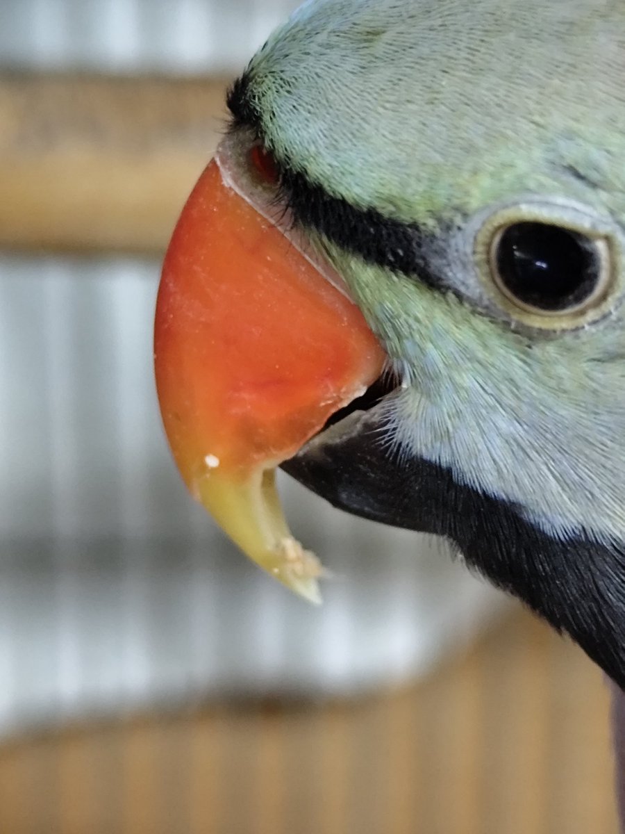 ヴィルキス ヴイツツ🇺🇦 tweet media