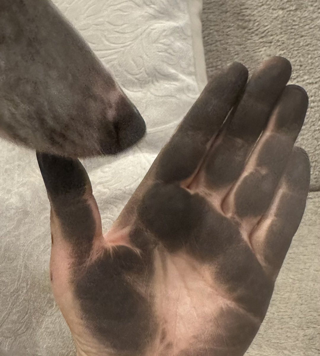 中村無希 tweet media