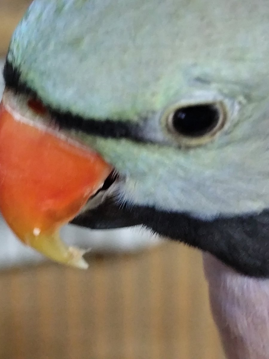 ヴィルキス ヴイツツ🇺🇦 tweet media