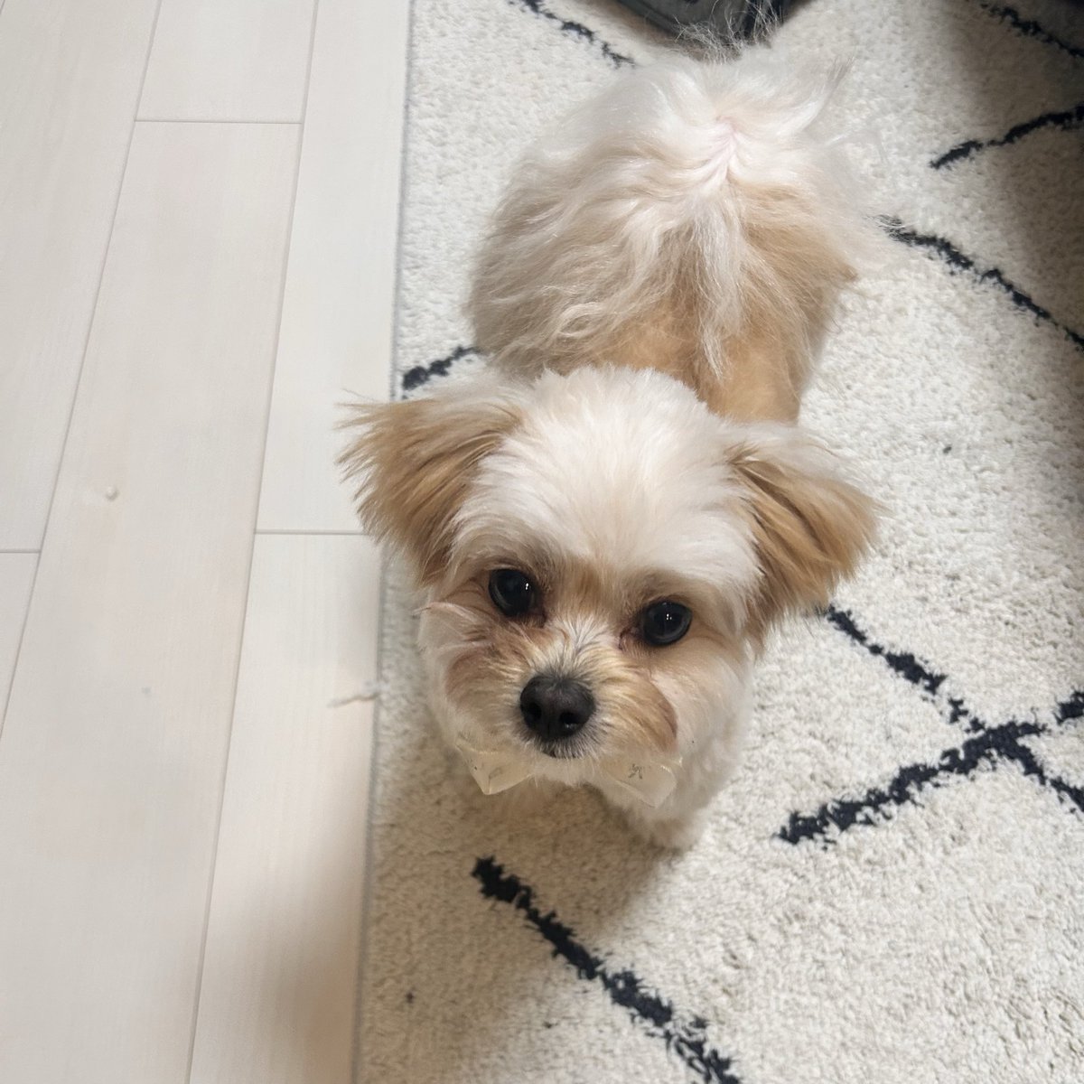 アルくん🐻ポメプー tweet media
