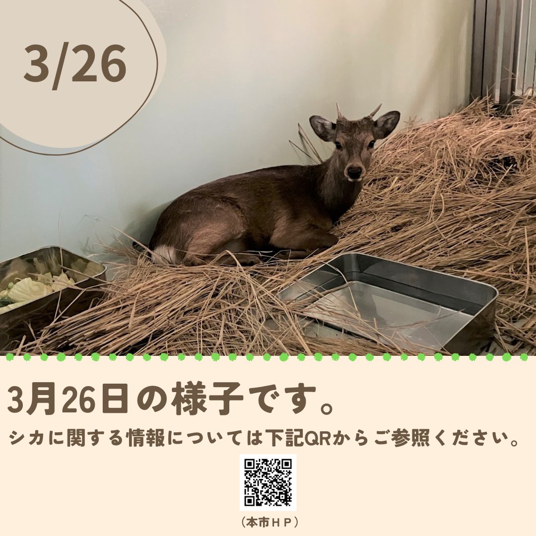 osakawannyan's tweet photo. 大阪市内で出没していたシカについて、3月25日に無事捕獲し、大阪市内施設にて保護しています。シカの情報につきましては、本市HP（https://t.co/g1hssbIerG）をご確認ください。 https://t.co/aacA9Vl0fJ