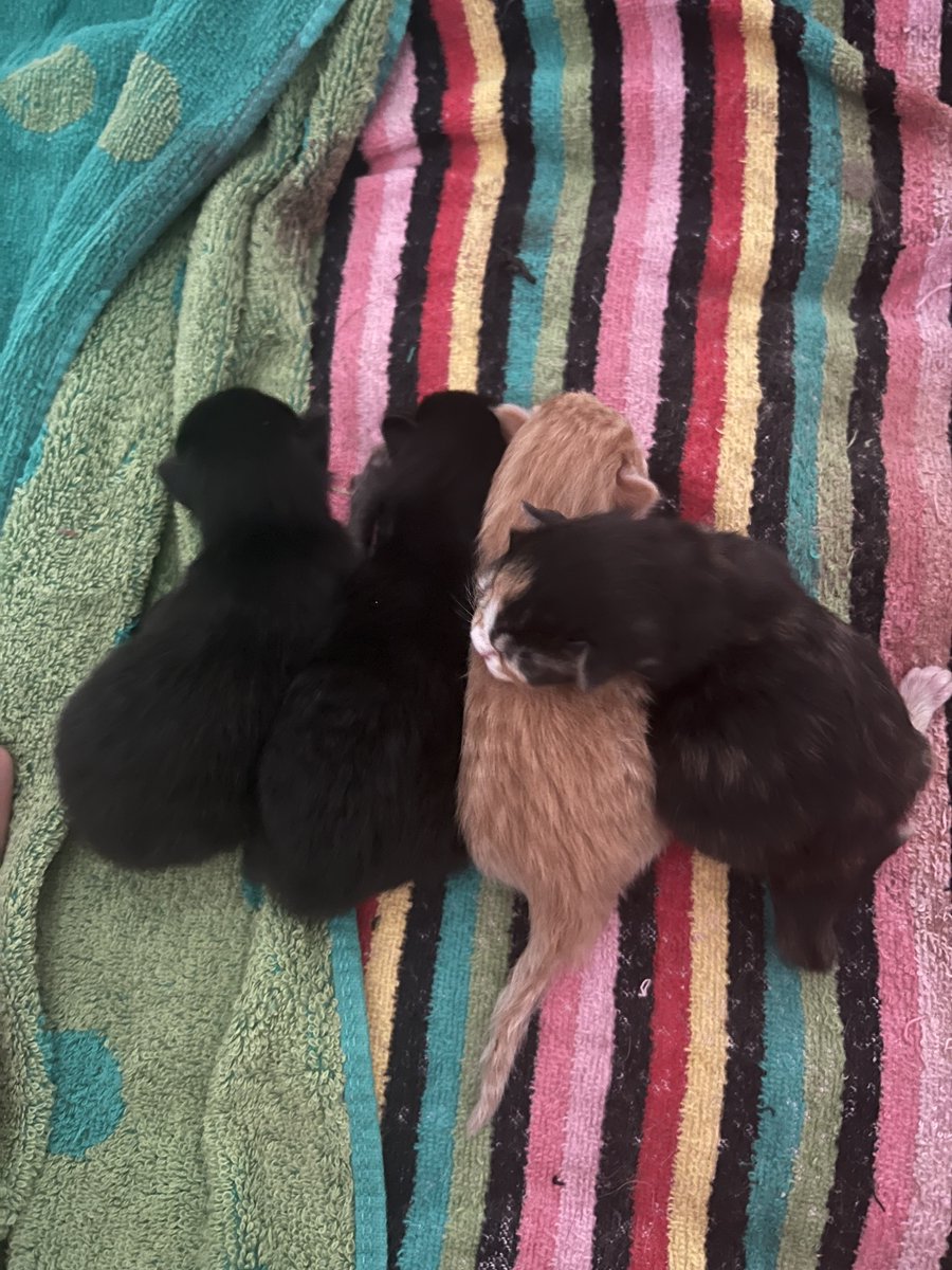 Tyler Thomas tweet media