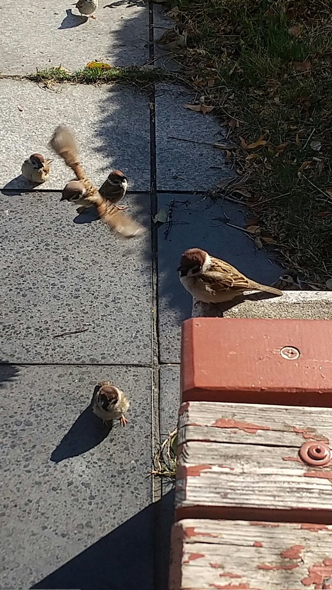 自転車SO業舎 らんま tweet media