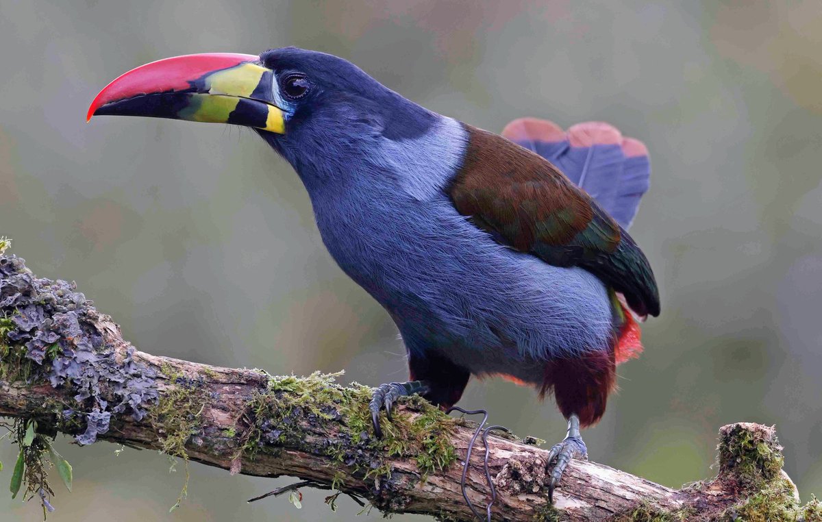 Paul Chapman tweet media