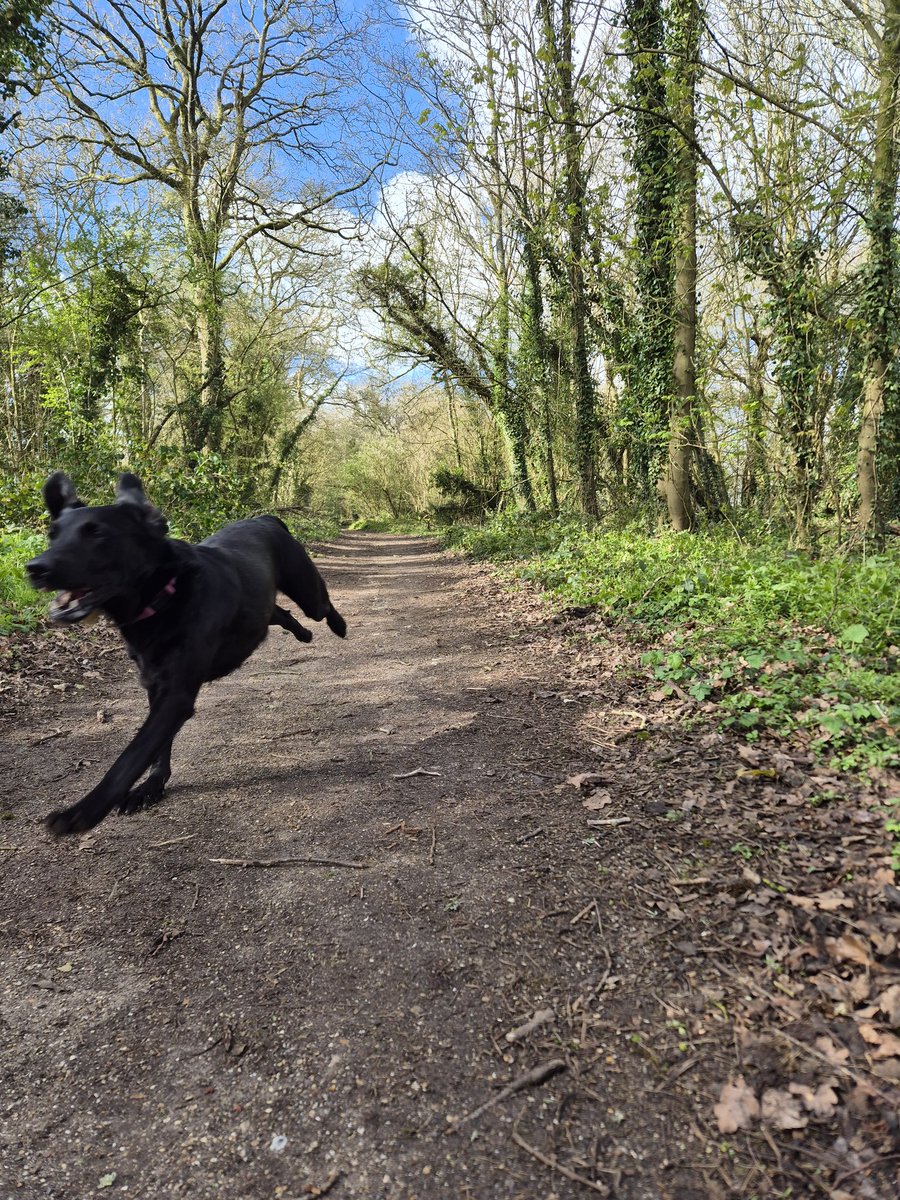 Charlie Thomas tweet media