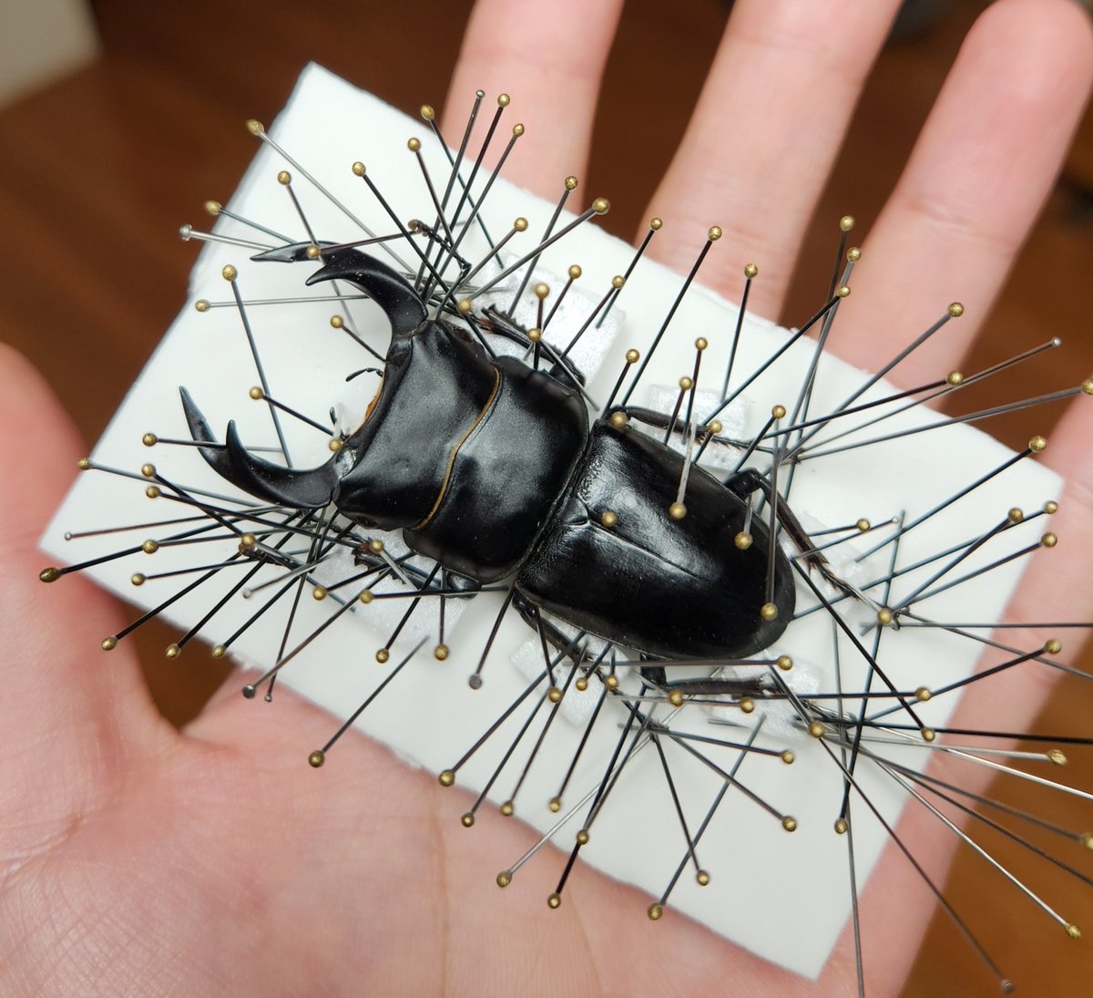 Lucadybo tweet media