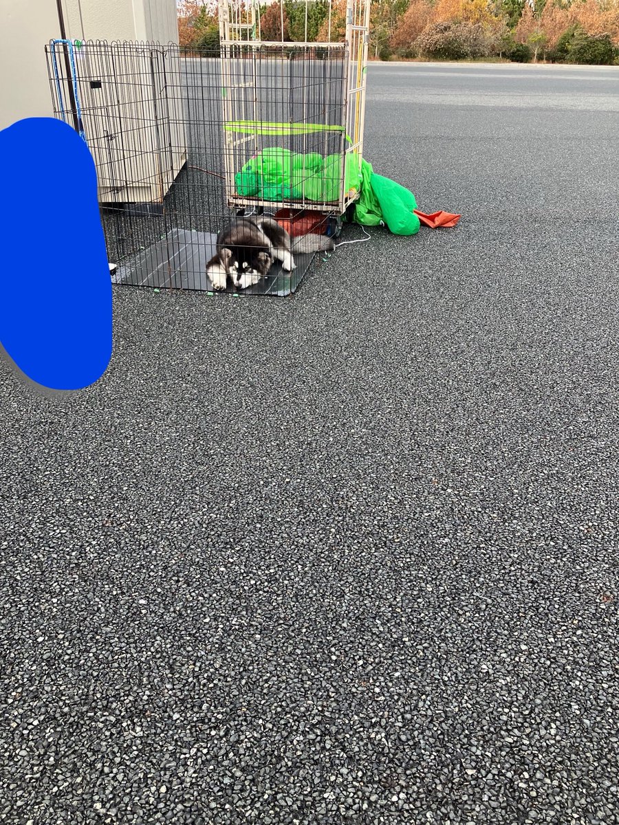 きなこもち tweet media