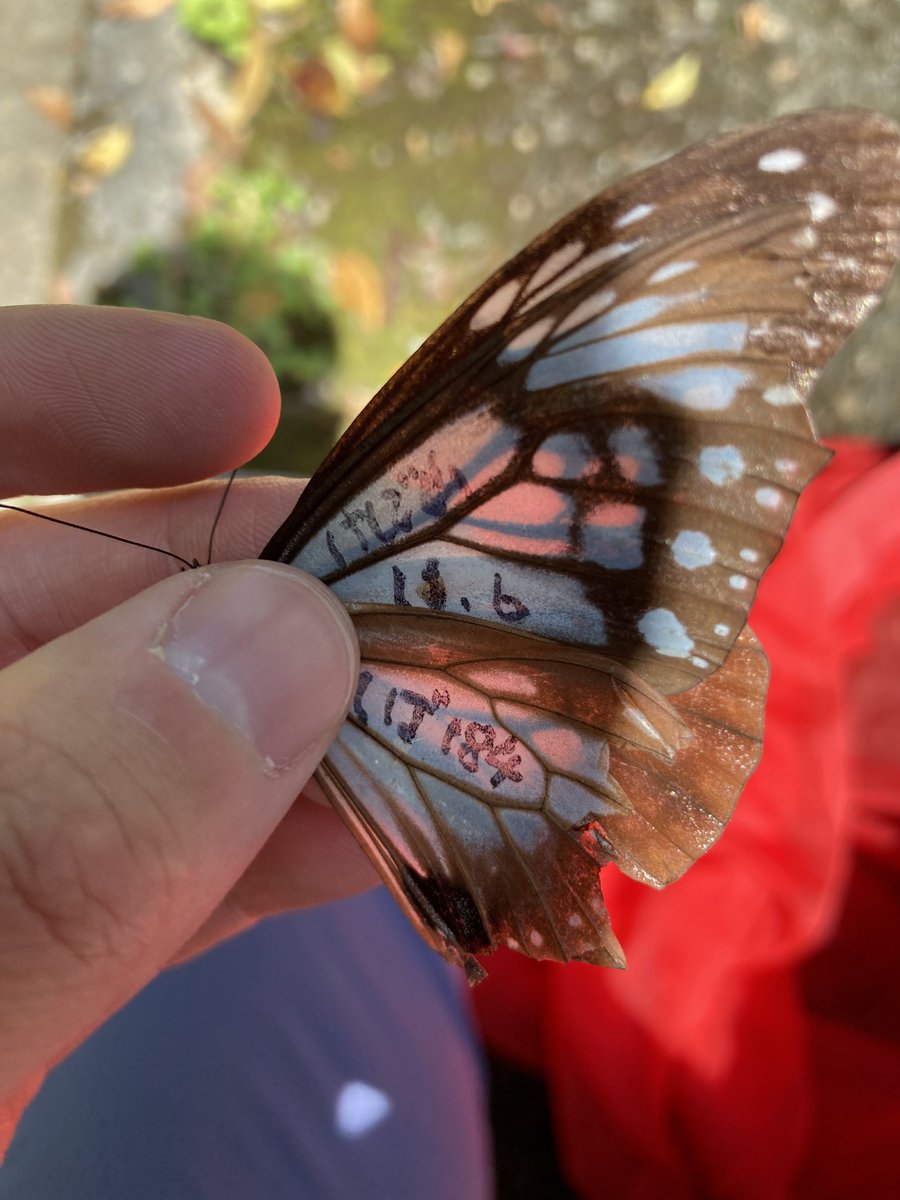 仁平岳登(Gakuto NIHEI) tweet media