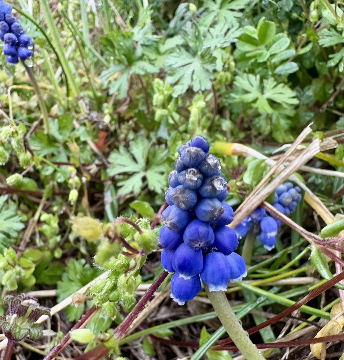 そふと tweet media