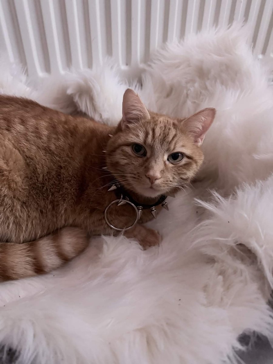 VHeartClips tweet media