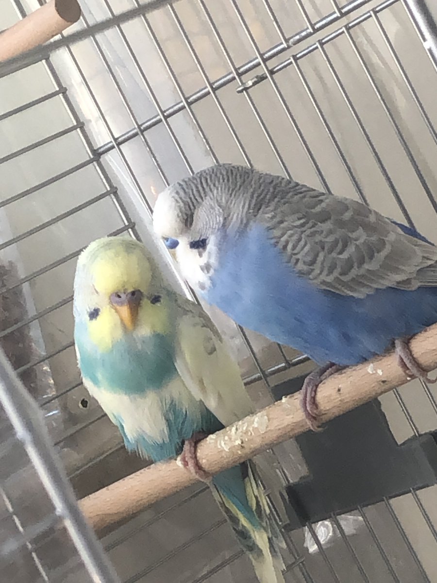 VHeartClips tweet media