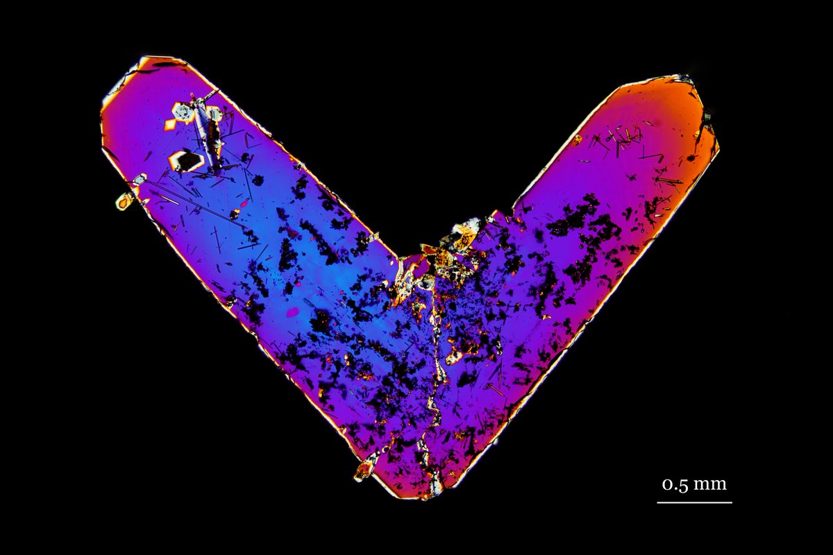 duketogo tweet media