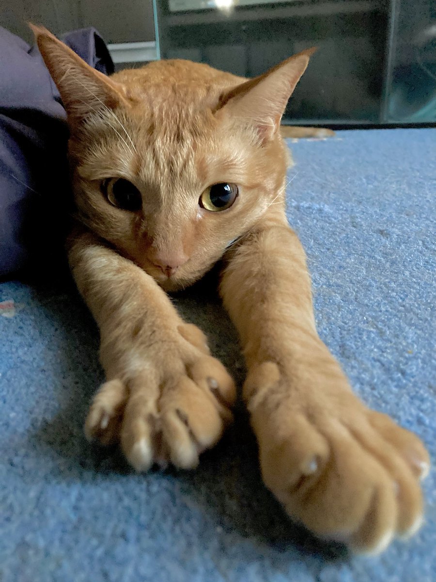 bud🐱 pixiv: 211217※移動する時はpixivに案内出します tweet media