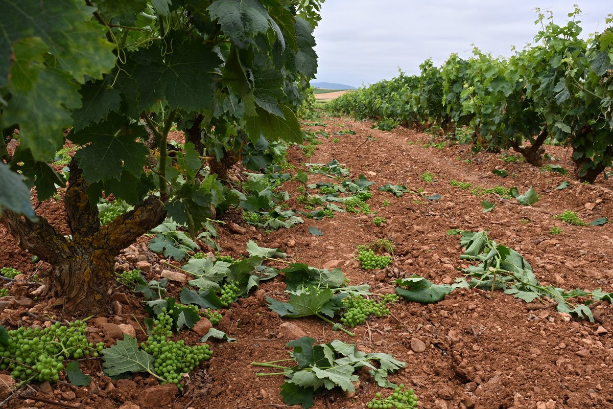 Cuaderno de campo tweet media