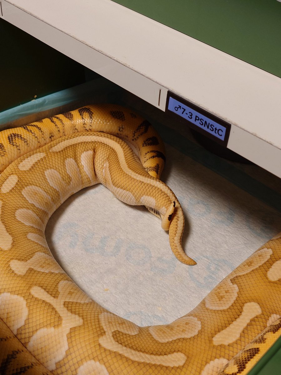 Tom@たまへびや🐍 tweet media