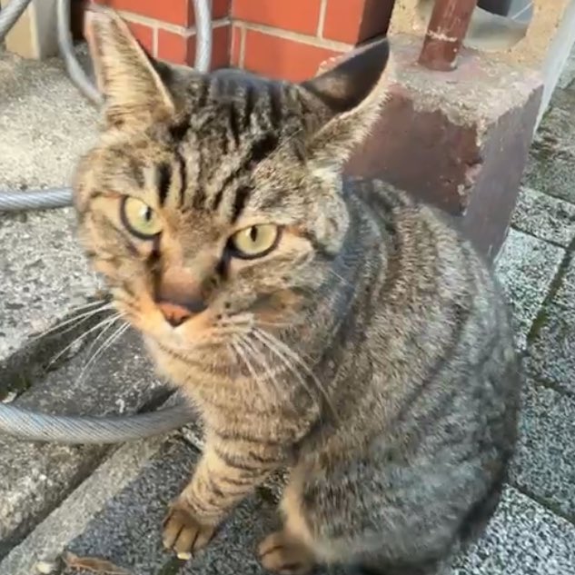 にじこ tweet media