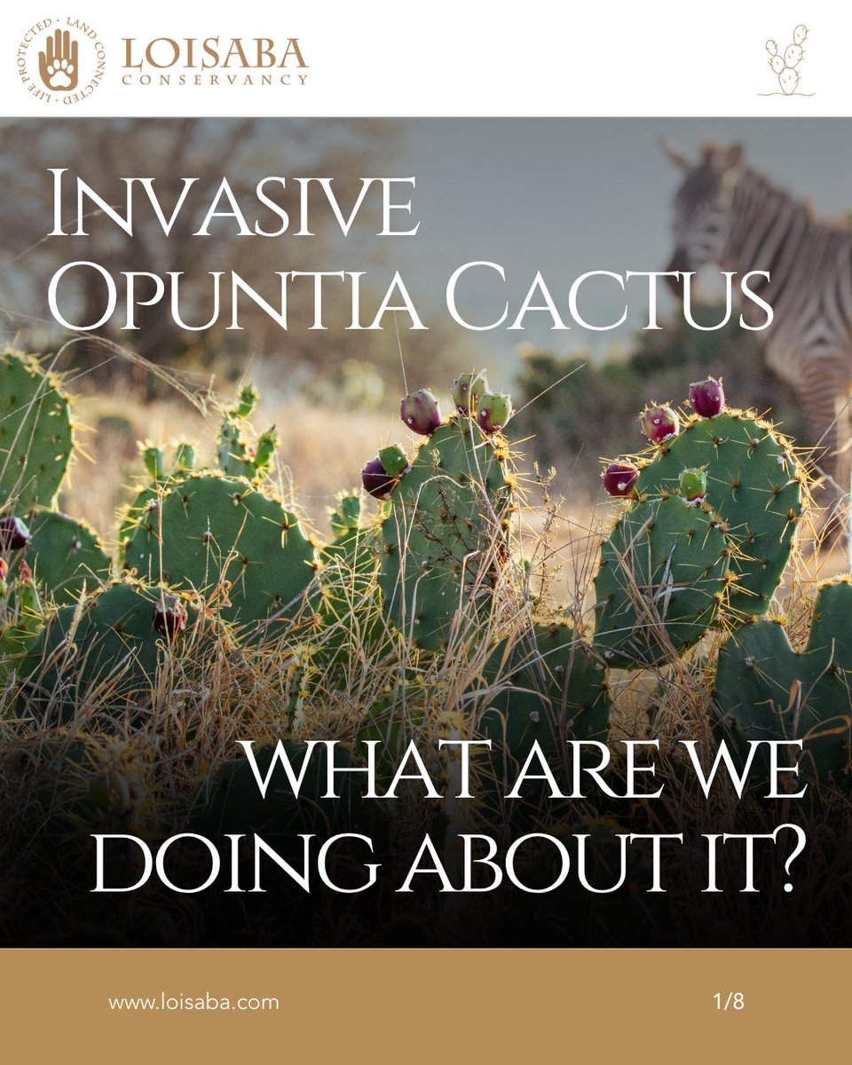 Loisaba Conservancy tweet media