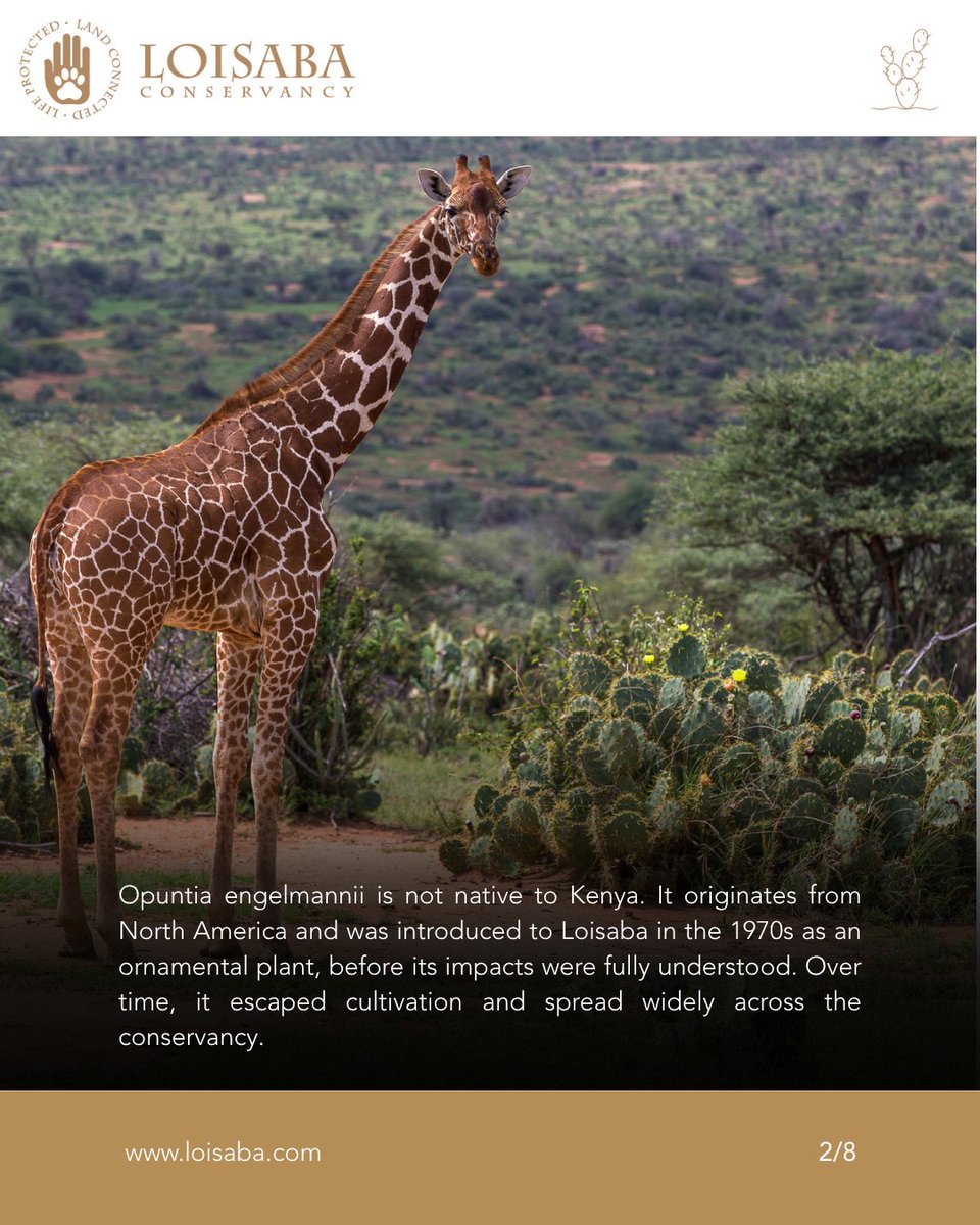 Loisaba Conservancy tweet media