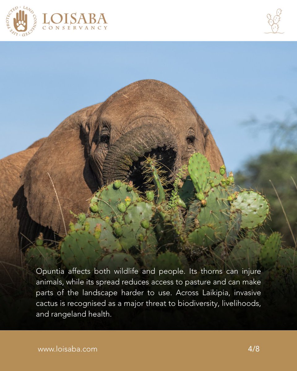 Loisaba Conservancy tweet media