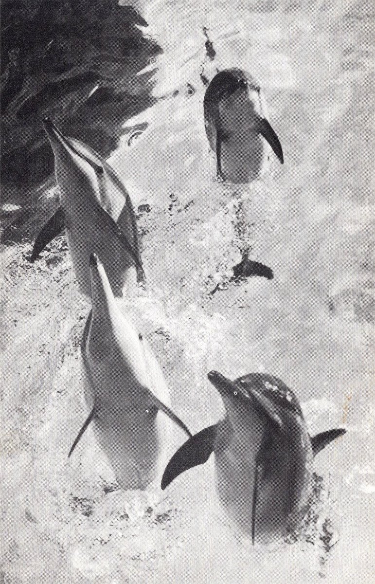 ◜ Daily Ceta ◞ 🫍 tweet media