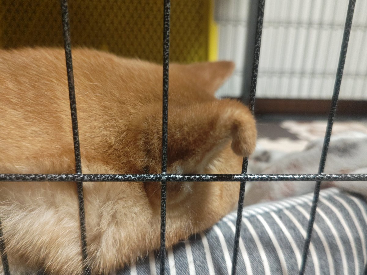 柴犬モナカのぐーたら日記 tweet media