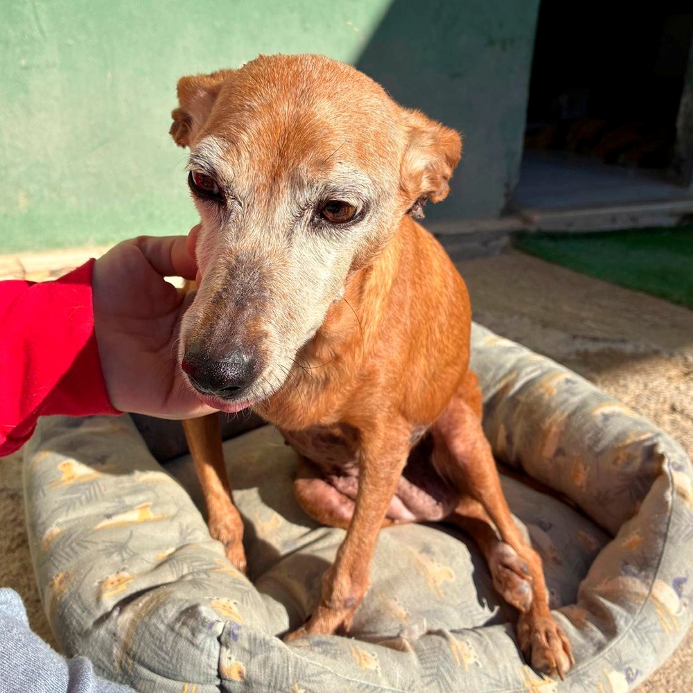 SOS Abuelos tweet media